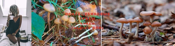 амф Аркадак